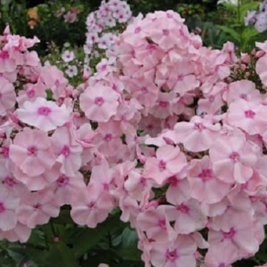 unnamed (9)8